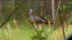Read more about the article Fred Eichler’s Turkey Hunt – YouTube