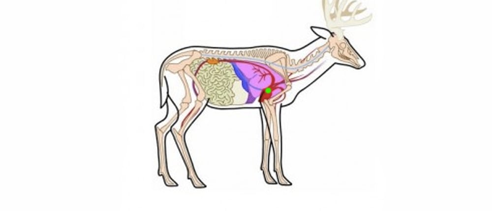 deer anatomy for hunting