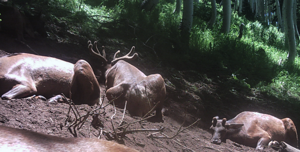You are currently viewing EASTON 2016 DIY ARCHERY ELK – PART 2 – PRE-SEASON PREPARATION