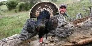 Read more about the article Best Shot Placements & Arrows for Turkey Bowhunting