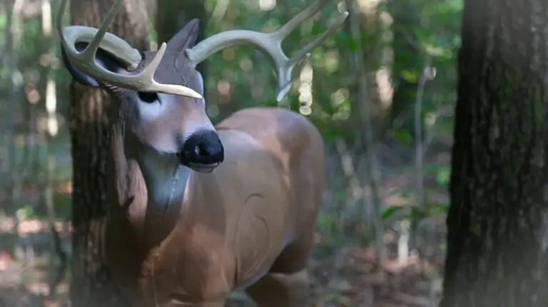 Delta McKenzie - Why Choose a 3D Archery Target