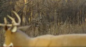 Read more about the article Using a Decoy for Bowhunting Whitetail Deer