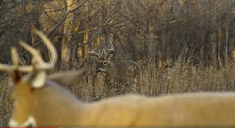 Deer Decoy