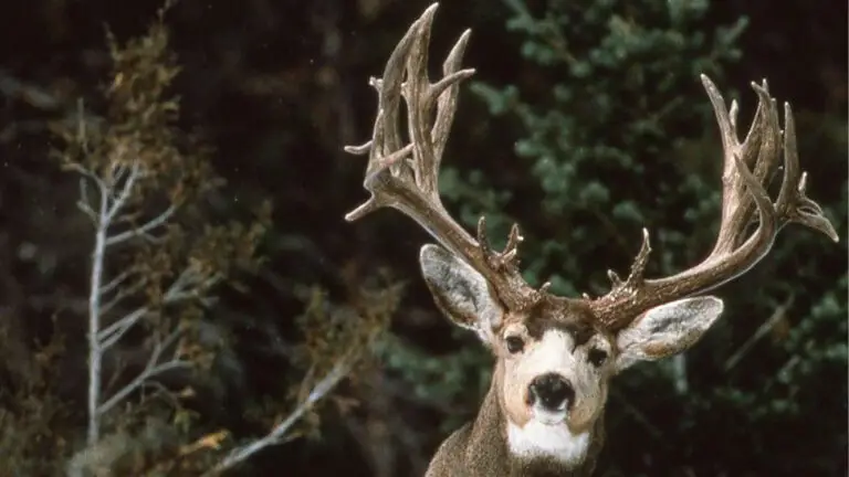 Getting In Close To Deer