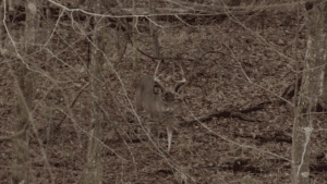Read more about the article How Long Should I Sit In My Treestand?