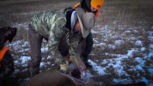 Read more about the article How to Quarter an Elk in the Field