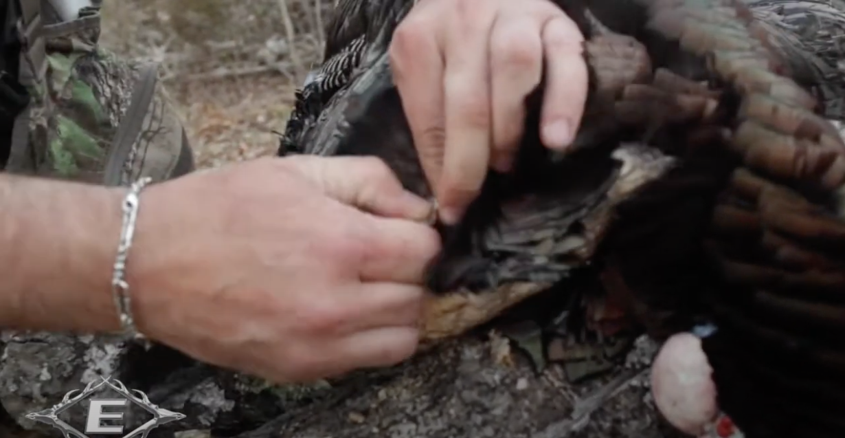 Saving a Beard - Randy Birdsong on Turkey Hunting